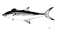 Kanadi Kingfish photo 3