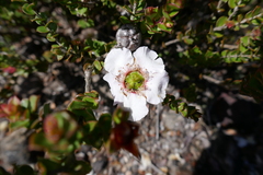 Leptospermum rotundifolium