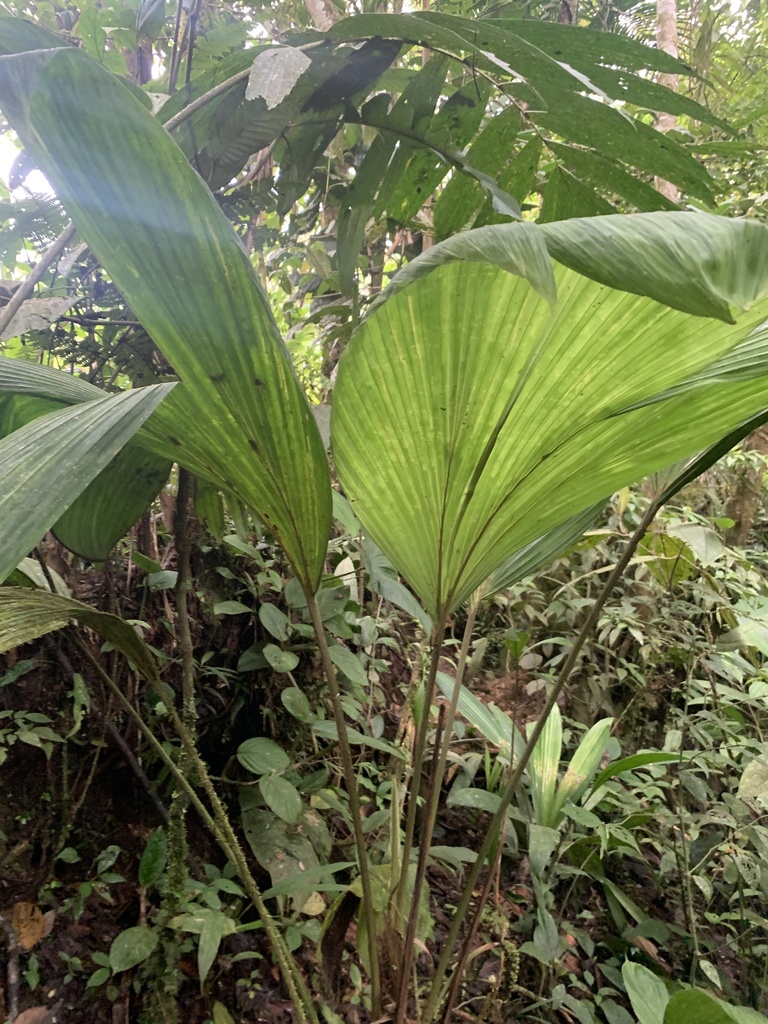 Schultesiophytum