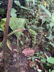 Schultesiophytum chorianthum