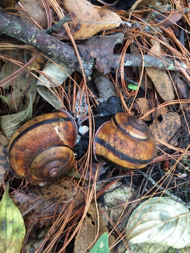Lysinoe ghiesbreghti