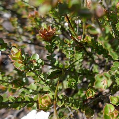 Leptospermum rotundifolium