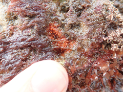 Endectyon hispitumulus