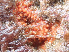 Endectyon hispitumulus