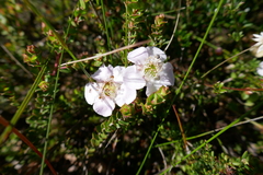 Leptospermum rotundifolium