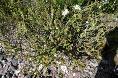 Leptospermum rotundifolium