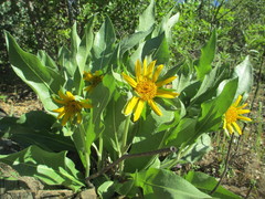 Wyethia