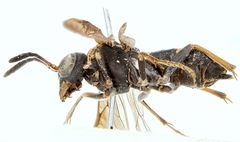 Tenthredo odynerina