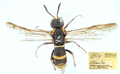 Tenthredo odynerina