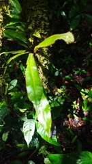 Elaphoglossum raywaense