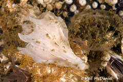 Scabrotrophon stuarti