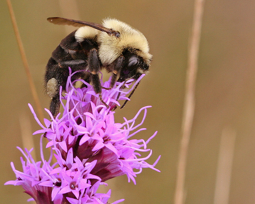 Common Eastern Bumble Bee  National Wildlife Federation