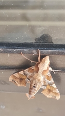 Callionima grisescens