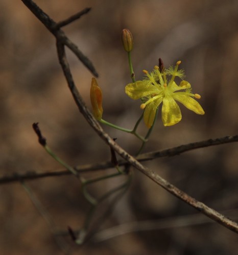 Bulbine flexuosa
