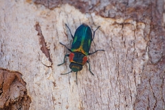 Bilyaxia obscurata