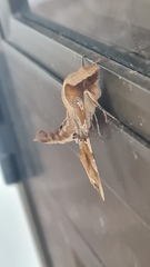 Callionima grisescens