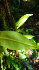 Elaphoglossum raywaense