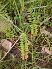Phyllanthus caroliniensis