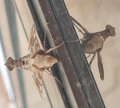 Callionima grisescens