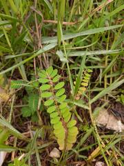 Phyllanthus caroliniensis
