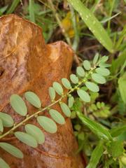 Phyllanthus caroliniensis
