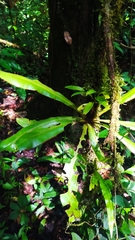 Elaphoglossum raywaense