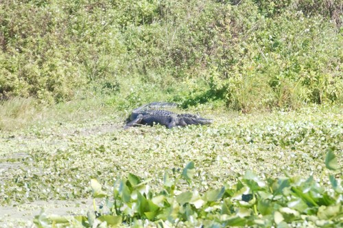 American alligator