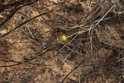 Bulbine flexuosa