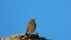 Phoenicurus ochruros