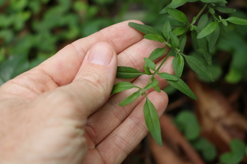 Image of Oval-Leaf Mintbush (Prostanthera ovalifolia) by (c) Greg Tasney, some rights reserved (CC BY-SA)
