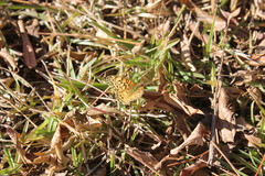 Euptoieta claudia