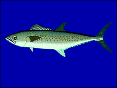 West African Spanish Mackerel photo 2