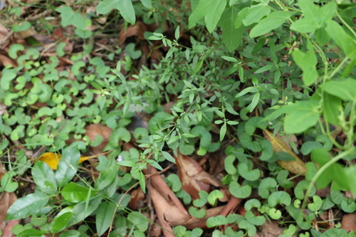 Image of Prostanthera ovalifolia by (c) Greg Tasney, some rights reserved (CC BY-SA)