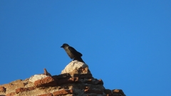 Corvus monedula