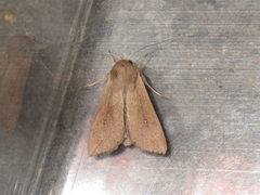 Mythimna unipuncta