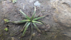 Isoetes histrix