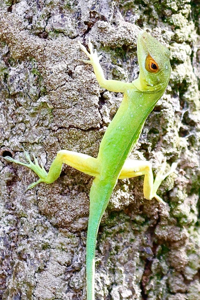 Montserrat Anole