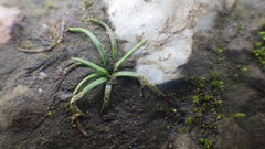 Isoetes histrix