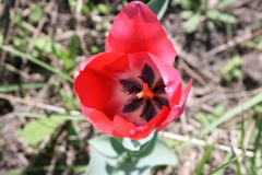 Tulipa