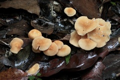 Collybia eucalyptorum