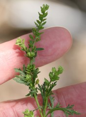 Lepidium strictum