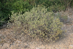 Thymelaea tartonraira
