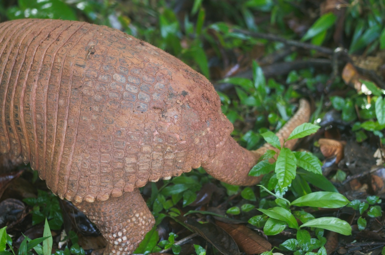 Priodontes maximus (Kerr, 1792)