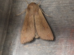 Mythimna unipuncta