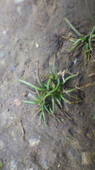 Isoetes histrix