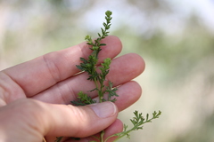 Lepidium strictum