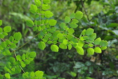 Thalictrum delavayi