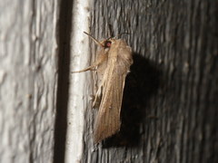 Mythimna unipuncta