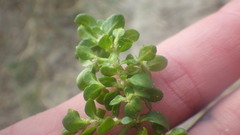 Polycarpon tetraphyllum diphyllum
