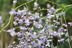 Thalictrum delavayi